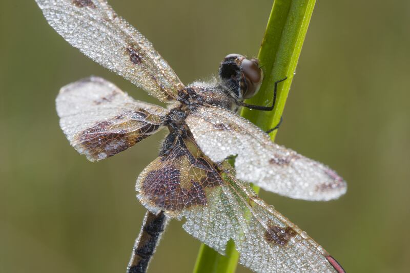 articles/2015/06/15/astronomer-pieter-van-dokkum-photographs-dragonflies-up-close-and-personal/150614-wortman-dragonflies-embed3_w67tyo