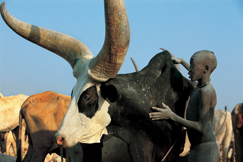 galleries/2010/10/19/dinka-legendary-cattle-keepers-of-sudan/dinka-11_ykyjeh