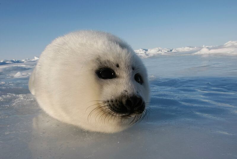 galleries/2011/05/05/cute-seals/cute-seals-2_kr8wdn