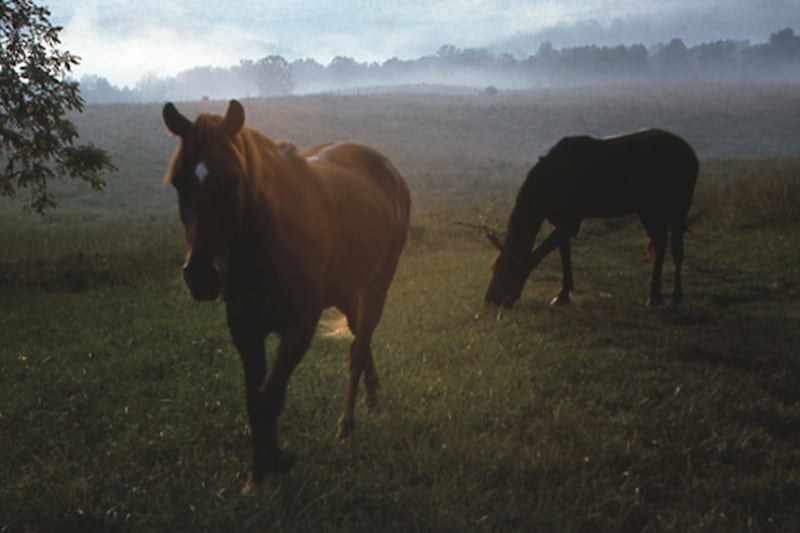 articles/2015/05/13/how-photographer-sally-mann-found-the-light/150512-sally-mann1_er6amb