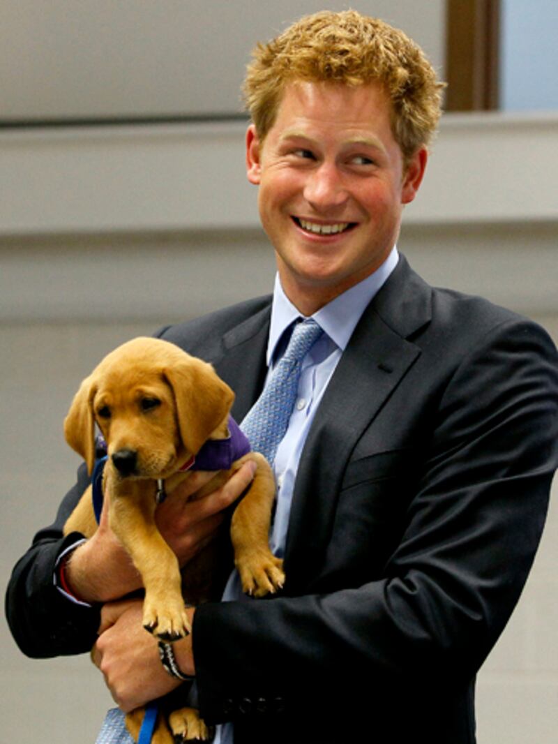 galleries/2012/02/02/prince-william-and-kate-s-new-puppy-joins-long-history-of-royal-dogs-photos/prince-harry-puppy-charity-royal-dogs_ihuuwi