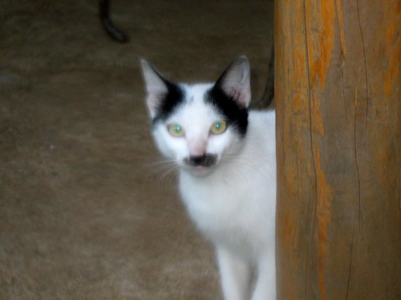 galleries/2011/07/29/kitler-and-other-cats-that-look-like-hitler/hitler-cats-9_b5wpuw