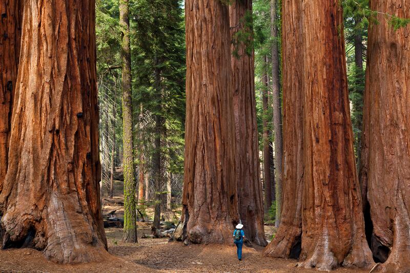 galleries/2016/08/25/national-parks-service/160825-supernova-natl-parks-service-sequoia_rccpfp