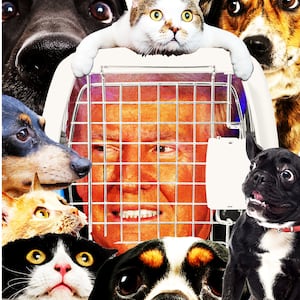 Clark County Dog Warden Sandi Click with two puppies (left), Donald Trump in a travel pet carrier with a collage of animals around him (left)