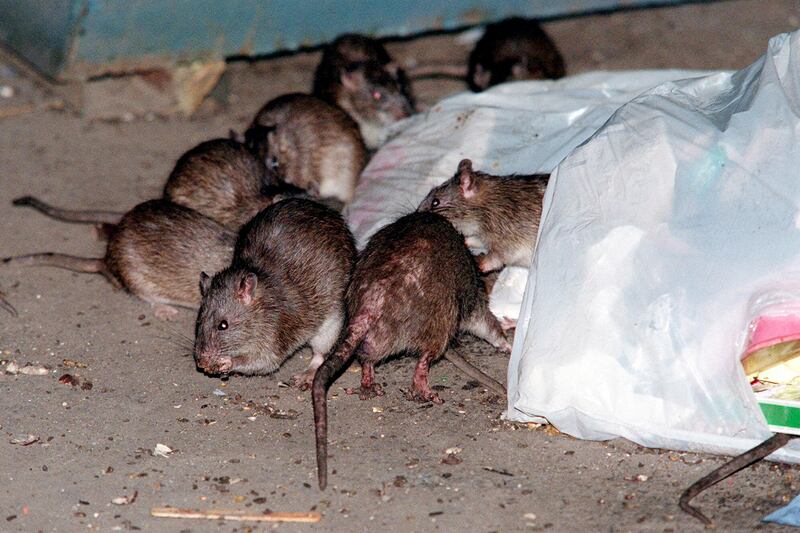 articles/2012/10/31/hurricane-sandy-worsens-n-y-rat-problem/rats-in-subway-ross2_lkdgcs