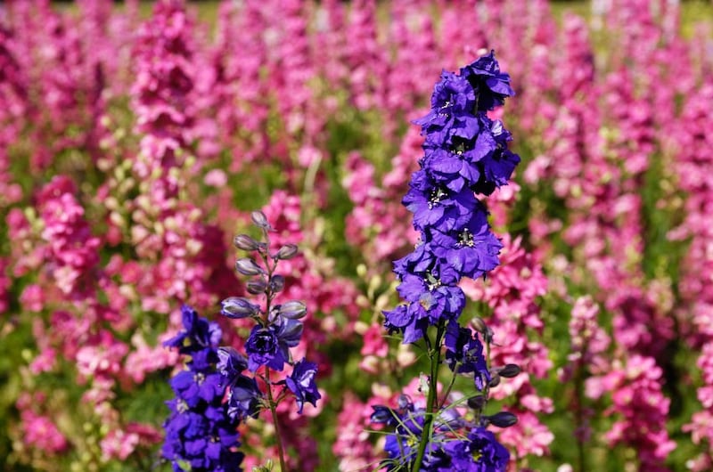 galleries/2011/05/03/top-selling-flowers/top-selling-flowers---larkspur_bvvge4