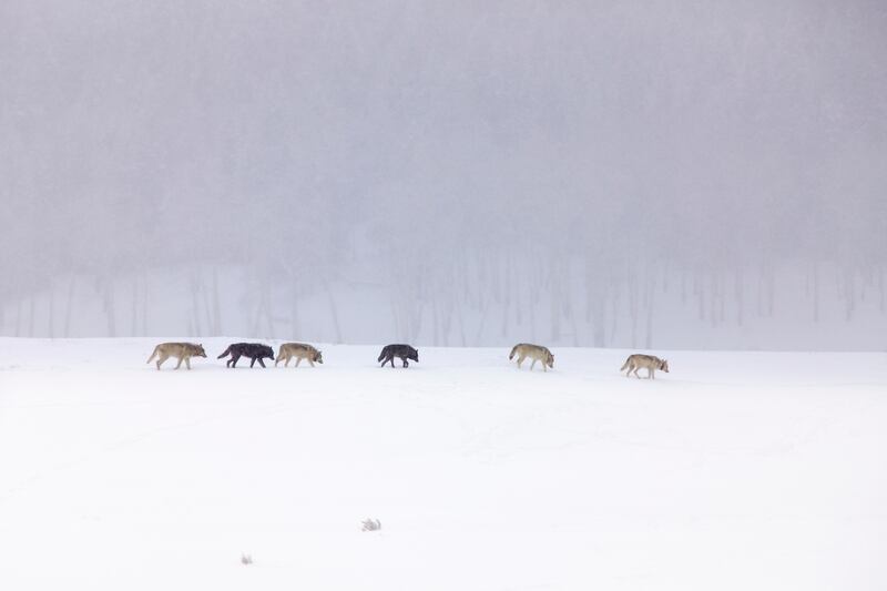 galleries/2013/10/19/10-best-off-season-adventures-photos/off-season-yellowstone_cdmmij