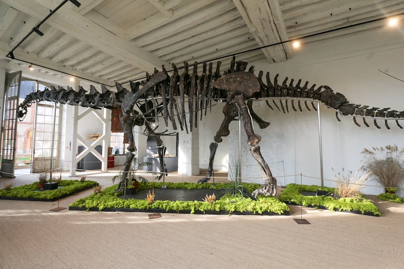 The largest dinosaur skeleton ever auctioned.