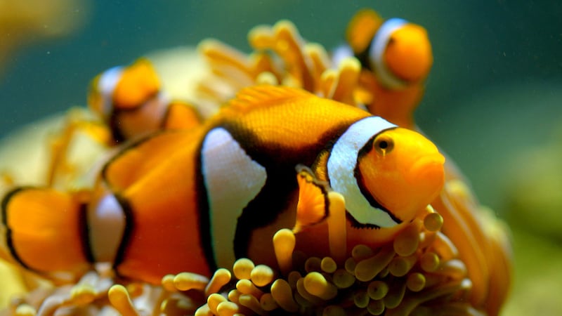 Clownfish swim around anemone in a still from ‘Queer Planet’