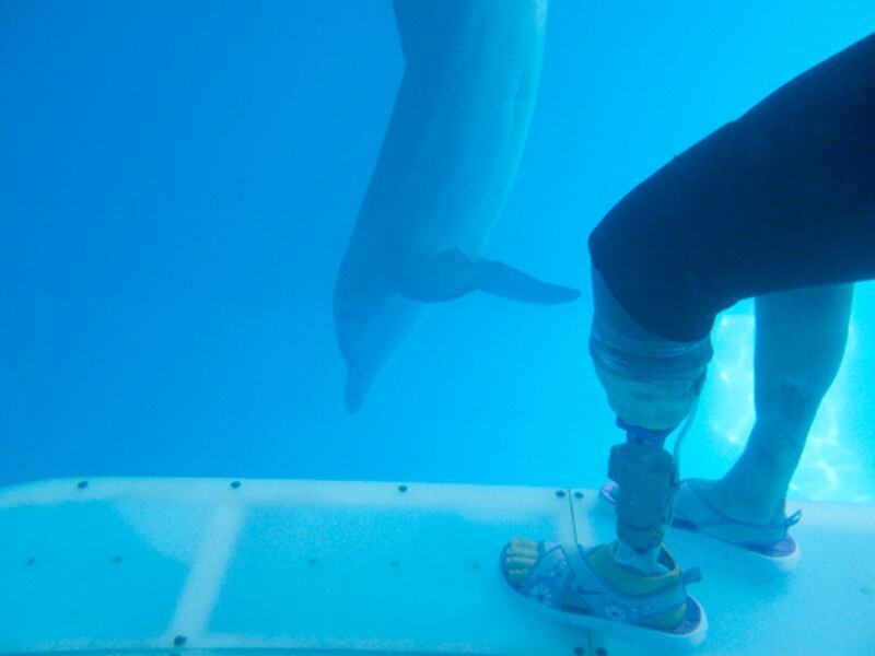 galleries/2009/11/30/high-tech-prosthetics-serve-human-amputees-and-disabled-animals/dolphin-prosthetic-1_aq4ged