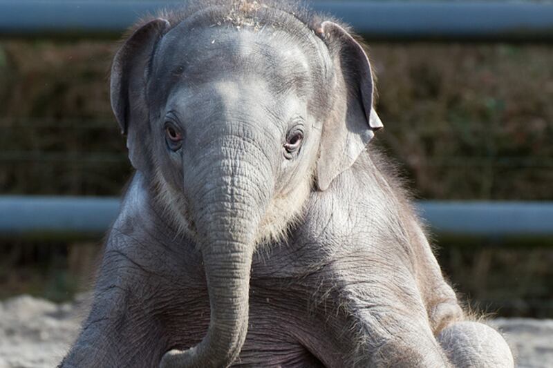 articles/2013/02/12/elephant-calf-lily-rescued-by-oregon-zoo/130211-Winston-Baby-Elephant-Lily-embed2_kim8ch