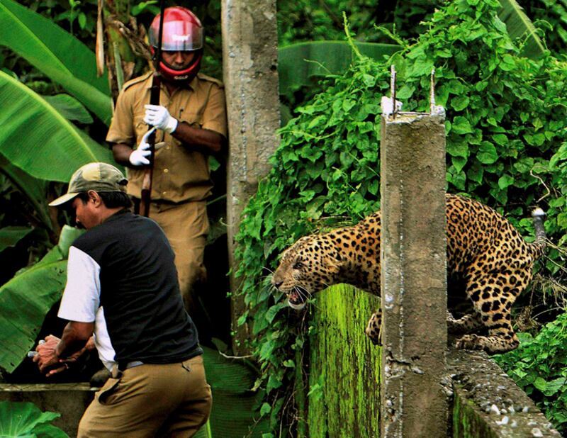 galleries/2011/07/20/leopard-attack-in-india/leopard-attack3_lekiq0