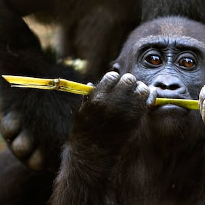 articles/2015/01/22/ebola-is-wiping-out-the-world-s-gorillas/160112-haglage-gorillas-tease_eewij5