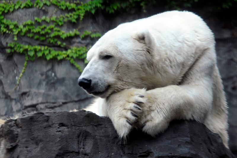 galleries/2013/08/29/five-reasons-we-ll-miss-gus-the-bipolar-polar-bear-photos/gus-polar-bear-obituary-5_jorwbh