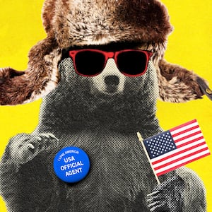 A photo illustration of a bear in a poor disguise as an “American.” He’s wearing a Russian hat, red sunglasses, waving an American flag and wears a pin that claims he’s a top US official.