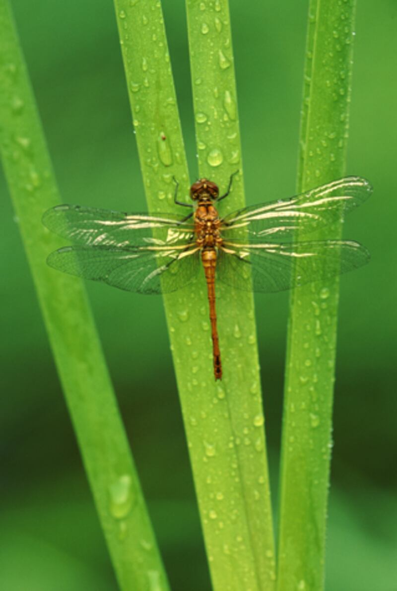 galleries/2012/08/19/mosquito-predators-from-dragonflies-to-purple-martins-photos/mosquito-killers-dragonfly_ymrs3j