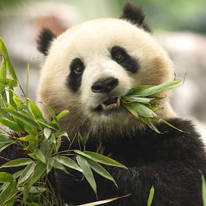 D.C. Welcomes China’s New Furry Ambassadors: Qing Bao and Bao Li, 2 Giant Pandas