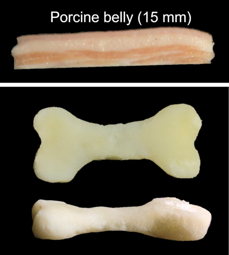 A photo including 3D printed bones 