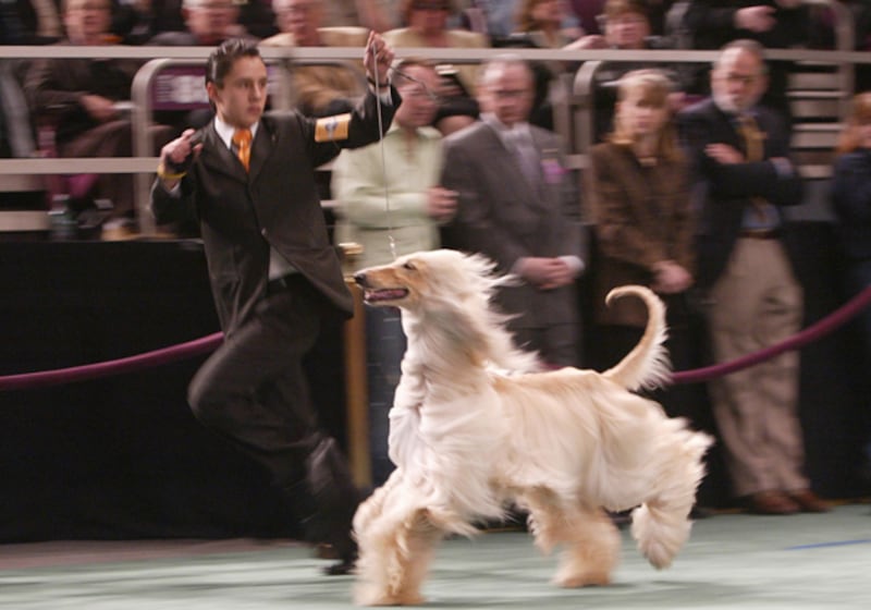 galleries/2011/02/14/2011-westminster-dog-show/westminster-dogs---afghan-hound_b8yjyp