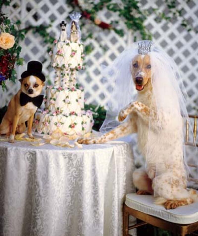 galleries/2009/11/24/world-in-vogue/world-in-vogue---bride-groom-dogs_bgepgg