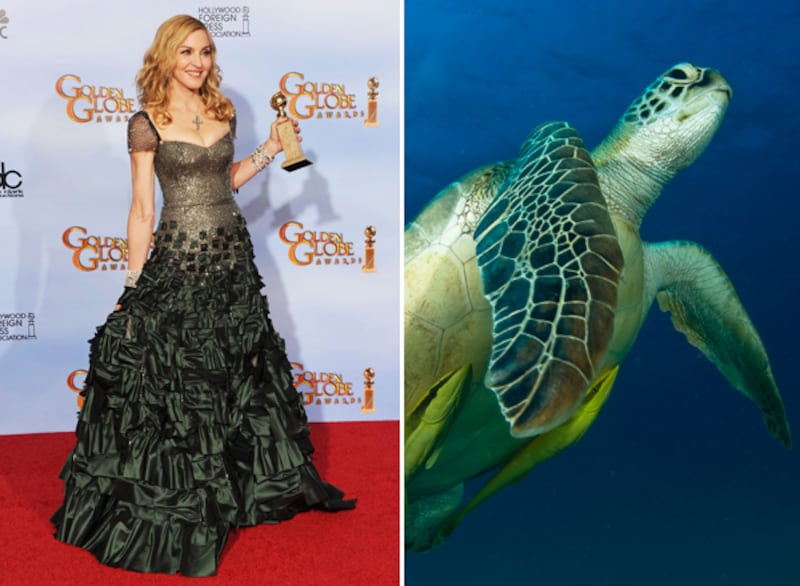 galleries/2012/01/17/fishtail-dresses-at-the-golden-globes-and-the-fish-that-inspired-them-photos/fishtails-madonna-turtle_vk5nja