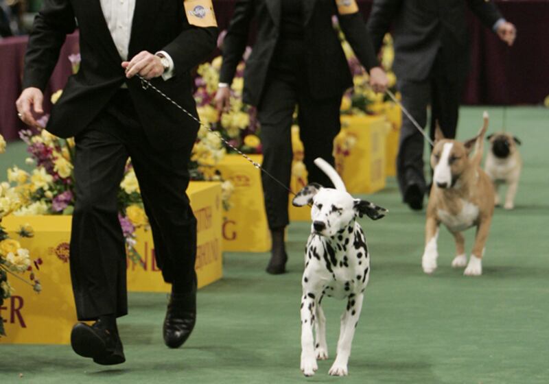 galleries/2011/02/14/2011-westminster-dog-show/westminster-dogs---dalmatian_zfw0rs