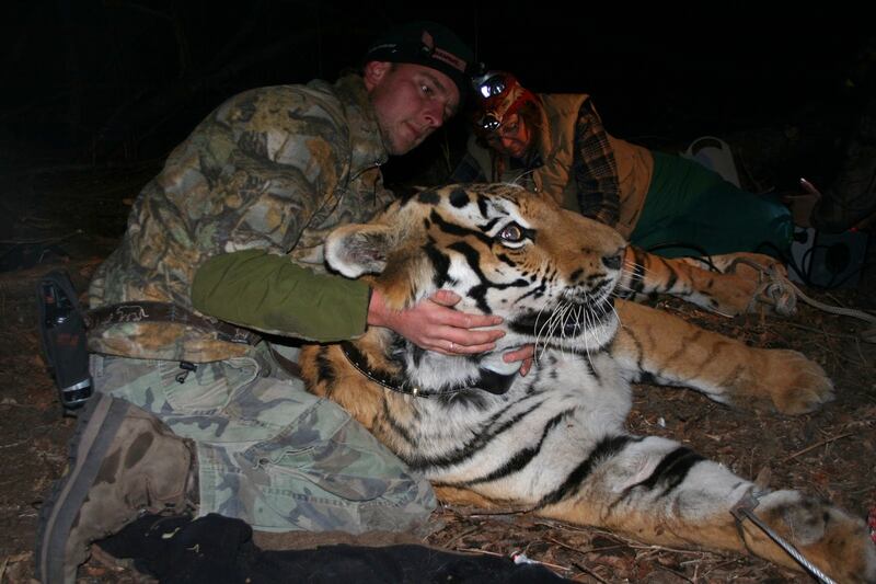 John_Goodrich_collaring_a_tiger_in_Russia_Credit_A_Rybin_e8rpfs