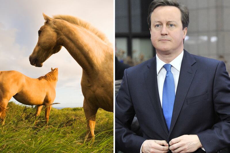 galleries/2012/03/03/david-cameron-rides-rebekah-brooks-horse-and-other-political-animal-scandals-photos/political-animal-scandals-tease_jjdbfk