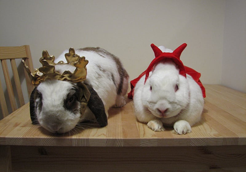 galleries/2011/04/21/rabbits-in-costumes/rabbits-in-costume-4_wgclbn