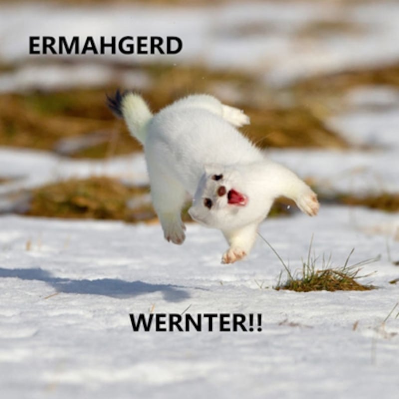 galleries/2012/06/23/meme-of-the-week-ermahgerd-animals/meme-of-the-week-ermahgerd-animals-1_di90ff