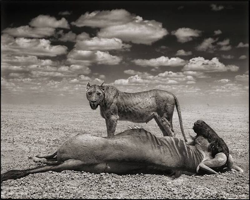 galleries/2013/10/05/nick-brandt-s-across-the-ravaged-land-photos/attachment-11_srdcse