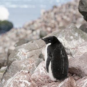 2022-01-16T000000Z_1444758040_RC2K0S97QTYS_RTRMADP_3_ANTARCTICA-PENGUINS_iefnh5