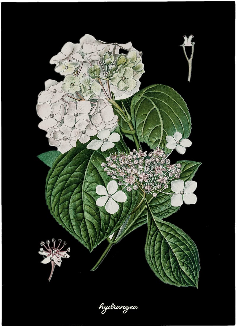 220506-poison-garden-embed-hydrangea_hhm4cf