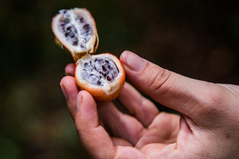 Granadilla fruit on Principe