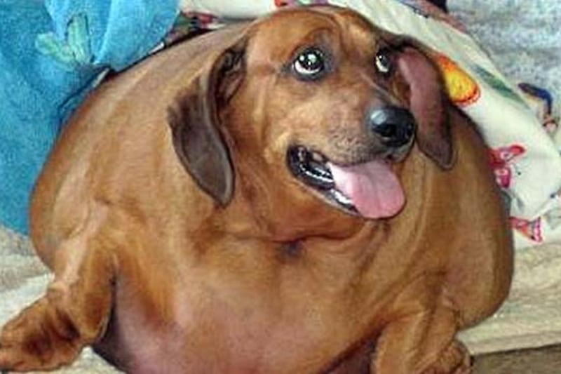 articles/2012/11/04/dog-fight-over-obie-the-dieting-dachshund/fat-dog-obie-ross_oomcog