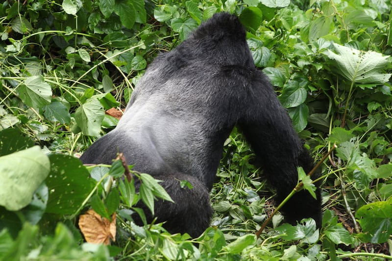 galleries/2014/04/25/the-battle-for-the-world-s-last-mountain-gorillas-photos/140425-virunga-park11_ptxrad