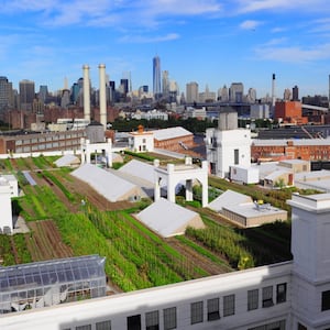 170626-Biba-rooftop-farming-tease_cgluzi