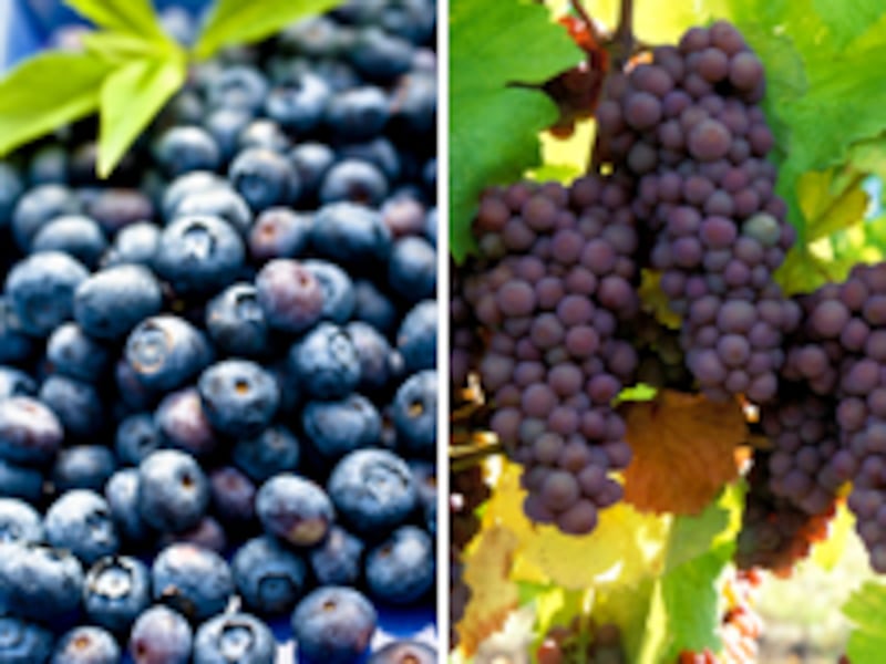 articles/2010/03/18/10-power-food-combos/food-combos---blueberries-and-grapes_vwlyzl