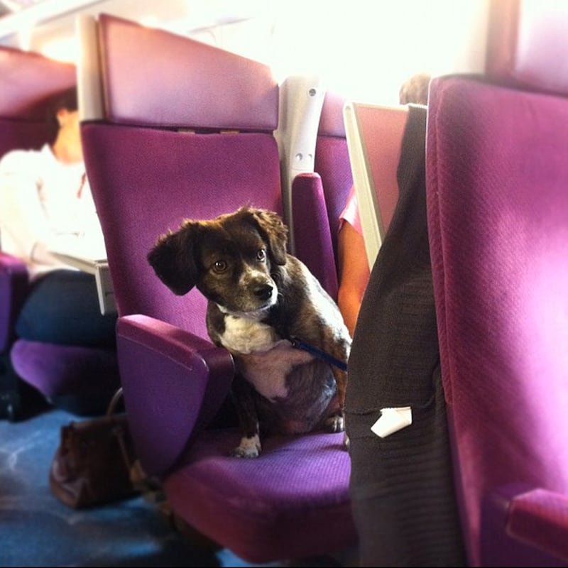 galleries/2013/08/23/dogs-on-trains-photos/130822-dogs-on-trains-7_nbzens