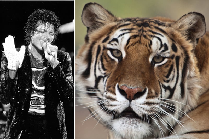 galleries/2011/06/16/weirdest-celebrity-pets/michael-jackson-tiger_bhmtfi