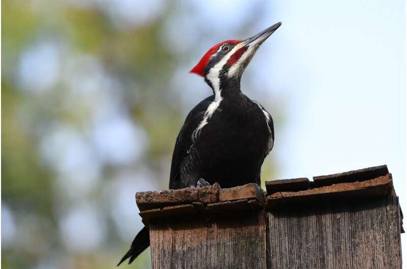 woodpecker-bird_zbcjbv