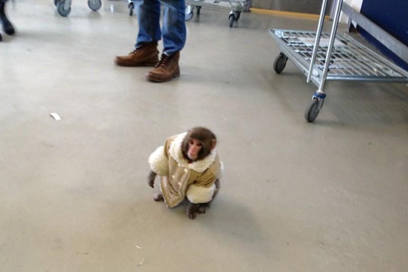 galleries/2012/12/11/best-and-worst-dressed-monkeys-ikea-monkey-bubbles-more-photos/ikea-monkey-cheat_pc74mt