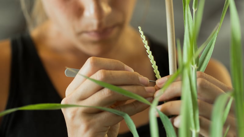 The big money crops in this little Eden are mostly seeds—grown for other farmers and gardeners