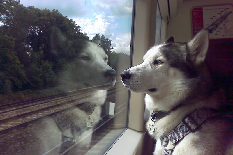 galleries/2013/08/23/dogs-on-trains-photos/130822-dogs-on-trains-6_uphqvq