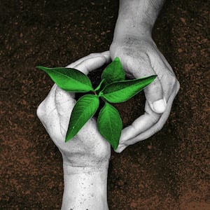 Two black and white hands holding a tree sampling on opposite sides on top of a filed of dirt. 