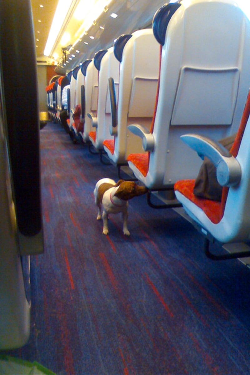 galleries/2013/08/23/dogs-on-trains-photos/130822-dogs-on-trains-9_aghabk