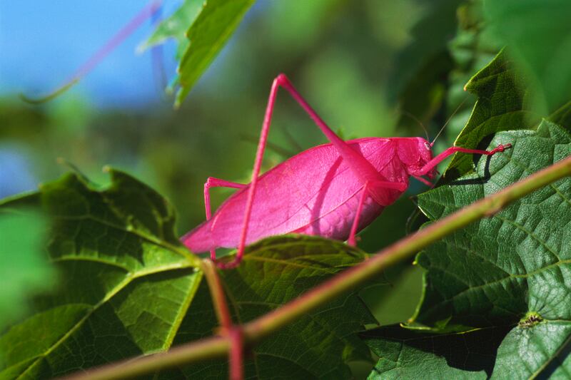 galleries/2011/06/10/oddly-colored-animals/pink-katydid-odd-colored-animals-gallery_pj8nj6