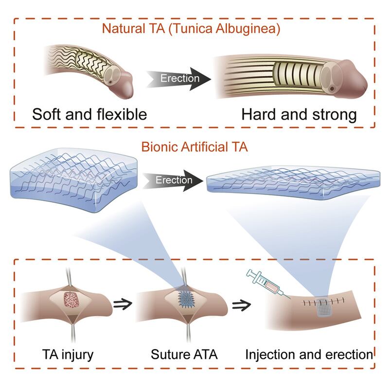 Bionic_artificial_penile_Tunica_albuginea_CREDIT_Matter_Chai_et_al_obilju