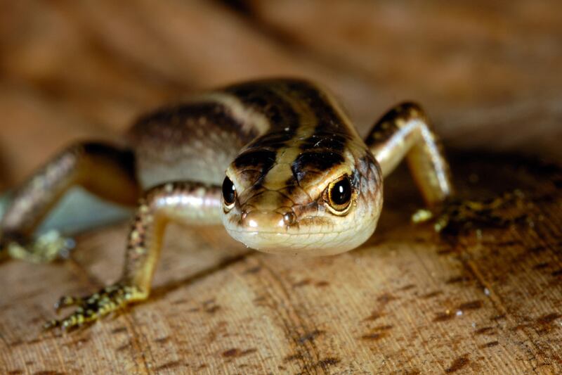 galleries/2013/03/19/10-species-we-d-like-to-see-come-back-from-extinct/extinct-animals-lizard_aewtf7