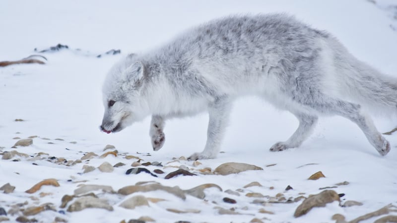 08-Arctic-Fox-Withrow-Brandon16-9-Ratio-embed_y5han4